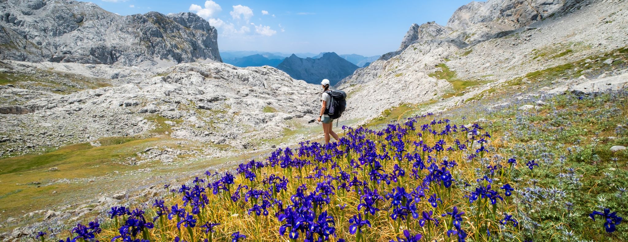 Hiker Woman Standing Among Wild Irises with Mountain Peaks in the Background, Picos de Europa, Spain